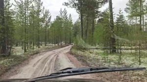 г Ноябрьск мкр Вынгапуровский в лесу🥰🥰🥰 поддержите молодой канал поставьте лайк 👍 кому не сложно.💐