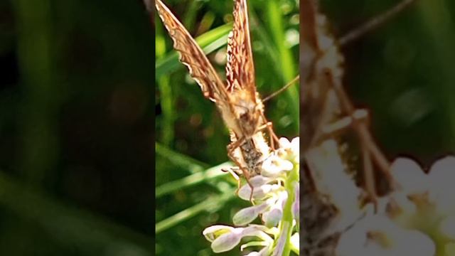 Бабочка смотрит Butterfly is watching