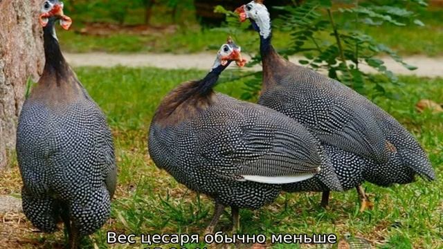 Цесарки: как отличить самку от самца смотреть онлайн