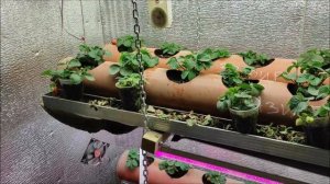 Клубника зимой в гараже