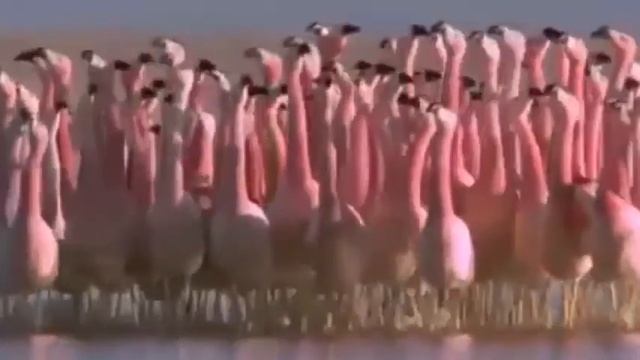 Фламинго. Fly Flamingo - Goombay Dance Band смотреть онлайн