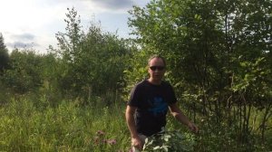 Правильная заготовка веников для коз (ива, рябина, береза, осина, дуб), лучшее лакомство зимой.