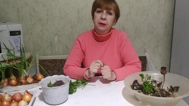 Огород на подоконнике.Какую зелень можно вырастить зимой на окошке ?