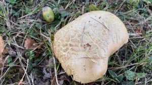 Caloboletus radicans (Боровик коренящийся), August 22, 2020.