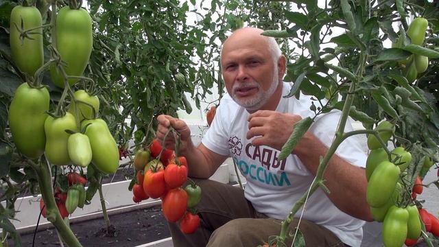 Томат «Калабрези». Непременно посадите этот томат года!
