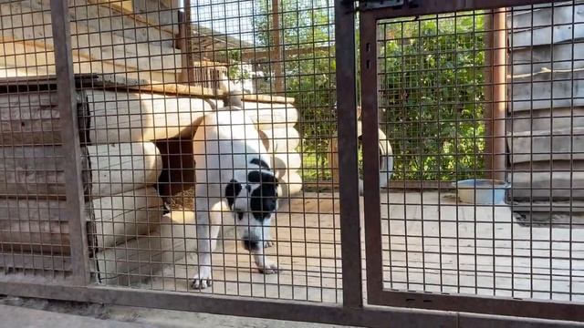 БОНД,10 мес(Ванда*Черный Барон/Сатар Берег).Ярса,Матурхана внук.БУЛЬДОЗЕРА линия.САО.FCI+7915778778 смотреть онлайн