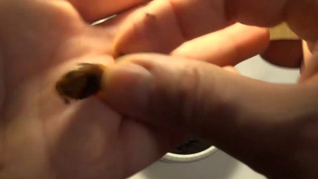 Как вырастить сливу из косточки. Стратификация. смотреть онлайн