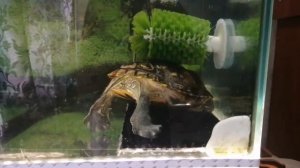 Чесалка для черепахи