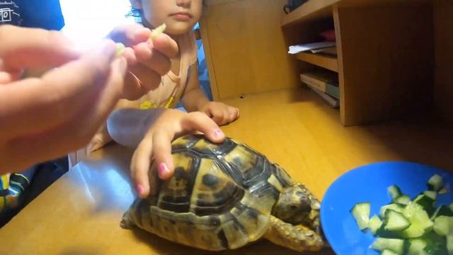 ЧЕРЕПАХА-ДОМАШНИЙ ПИТОМЕЦ. СУХОПУТНАЯ ЧЕРЕПАХА. смотреть онлайн