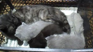 Классные котятки