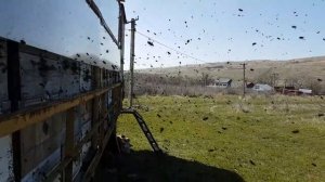 Пчеловодство Карника пчелы Карника Карпатка состояние пасеки на 07.04.2018