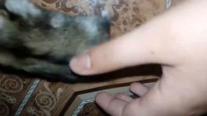 Мой хомяк джунгарик бегает по полу и по комнате