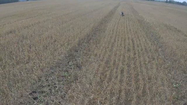 Охота на перепела. Русский охотничий спаниель "Рей" смотреть онлайн