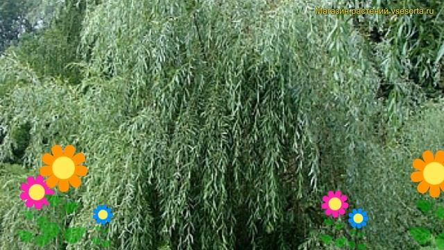 Ива обыкновенная идеал. Краткий обзор, описание характеристик, где купить крупномеры salix смотреть онлайн