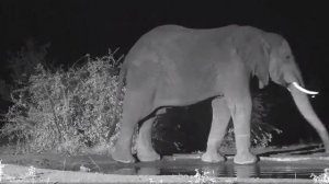 Африка, Слоны на ночном водопое