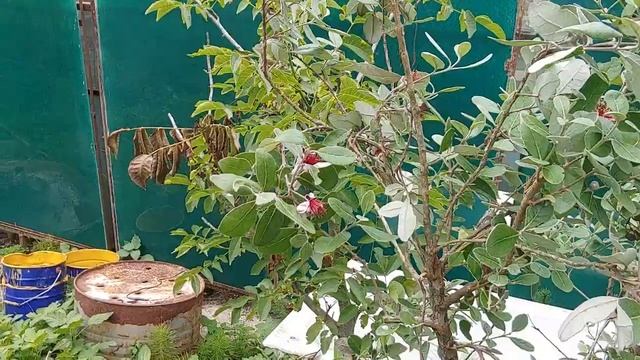 06.2021 Сьедобные цветы фейхоа смотреть онлайн