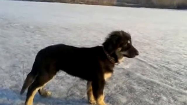 Бурят-монгольская собака. Хотошо/БМВ Лапка смотреть онлайн