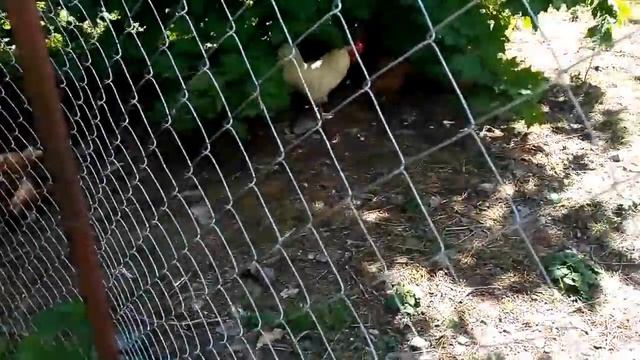 Курятник на даче Домик и территория для кур своими руками смотреть онлайн