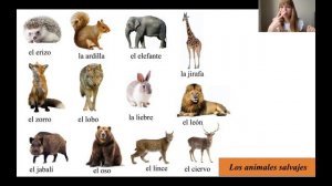 Животные на Испанском Языке. Дикие и домашние животные на испанском.