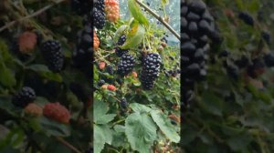 Ежевика Натчес 10.07.2023 год