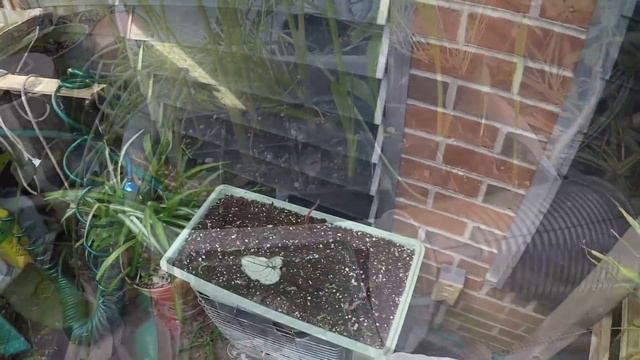 RIVER & YARD UPDATES 5-29 & 6-1-16 смотреть онлайн