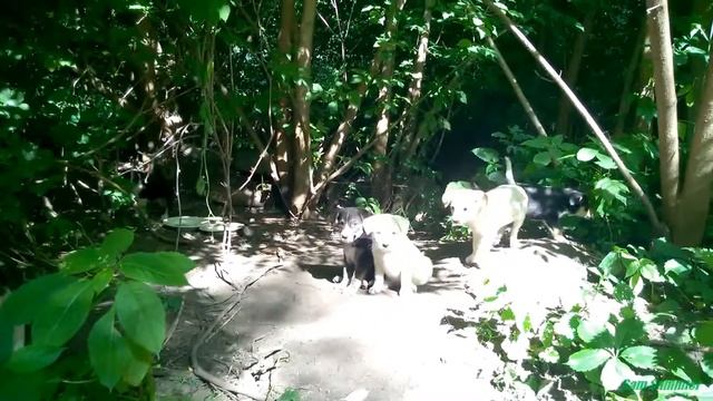 Цуценята. 17.06.2016 смотреть онлайн