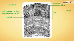 28. Строение стебля