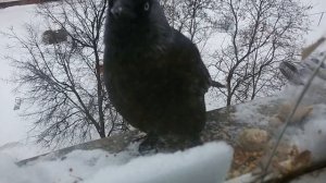 0258 26.01.2016 г город Орёл голуби уличный голубь грецкие орехи хлеб Запасливый гость подоконник