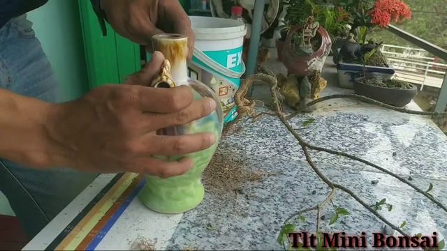 Cây Hồng Ngọc Mai trong bình rượu | Plant the malpighia glabra in a perennial potted bottle смотреть онлайн