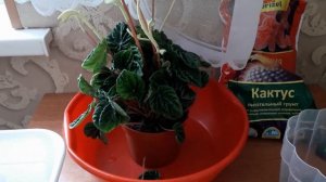 Пеперомия пересадка