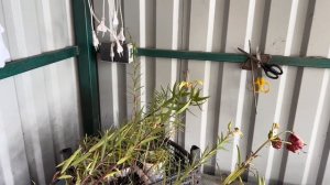 Посадка луковичных цветов ярусами в контейнер