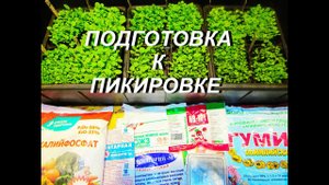 ПОДГОТОВКА РАССАДЫ К ПИКИРОВКЕ
