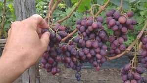 Виноград Алибаба м Матадор