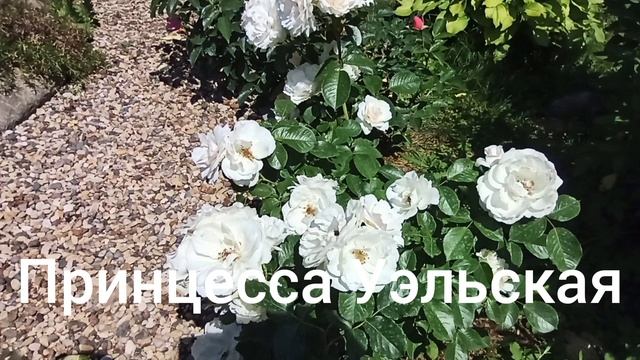 Розы флорибунды.