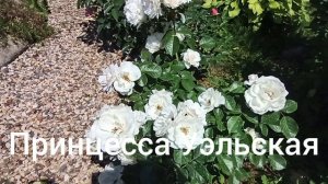 Розы флорибунды.