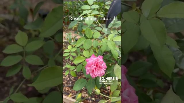 Rose Pruning Tutorial