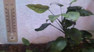 Плантариум:)...