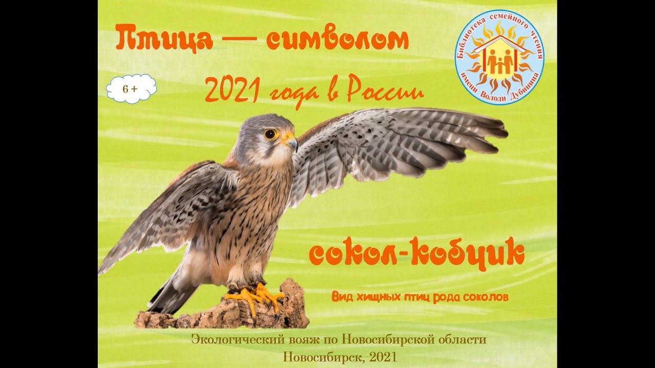 Птица символ 2021 года в России. Сокол-кобчик
