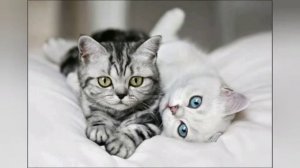 Слушать песню киса киса кисуня...