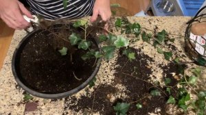 Пересадка плюща и дополнительное укоренение.