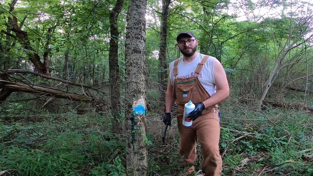 How to Use the Hack & Squirt Technique | Timber Stand Improvement смотреть онлайн