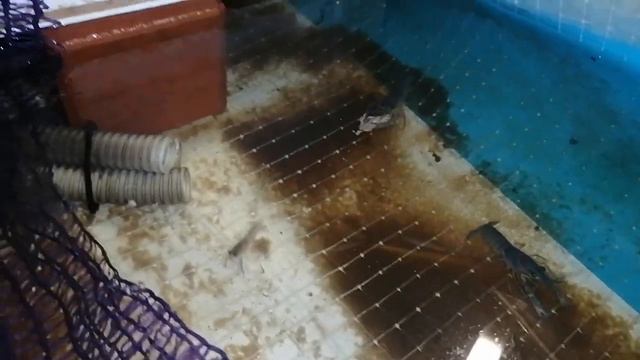 Австралийские раки. АККР. смотреть онлайн