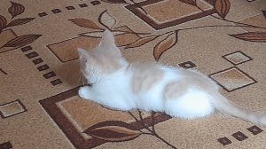 Милый Котёнок 3