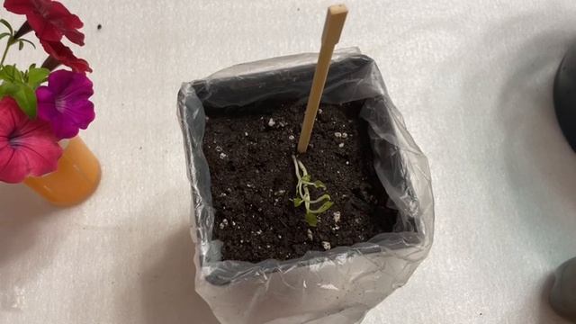 ИЗ КОРОБКИ! Розы и Клематисы посадка в горшки, дотянуть до лета! смотреть онлайн