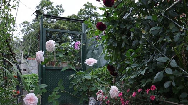 Souvenir de la Malmaison - Jean Beluze 1843 -  Guanabara - Queen of Beauty and Fragrance - roses смотреть онлайн