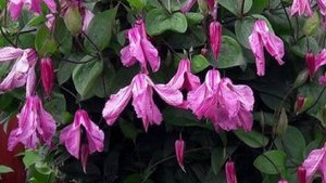 Клематис Алёнушка