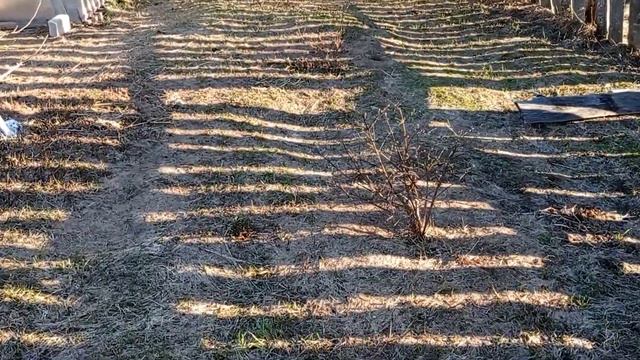 Пробежимся по огороду? /Обзор кустиков./ Побелка деревьев. смотреть онлайн