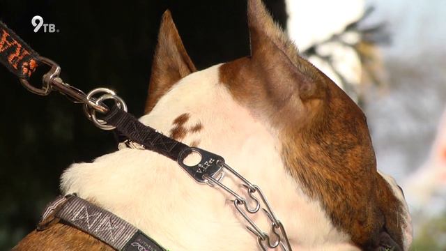 Что нужно, чтобы амстафф стал "душечкой"? смотреть онлайн