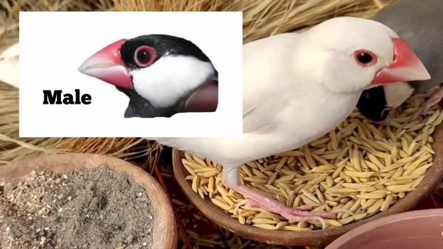 Complete Information about Java Sapparrow Birds смотреть онлайн