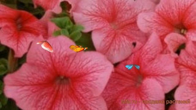 Петуния грандифлора Лимбо Джи Пи Ред Вейнед ? обзор: как сажать, семена петунии смотреть онлайн